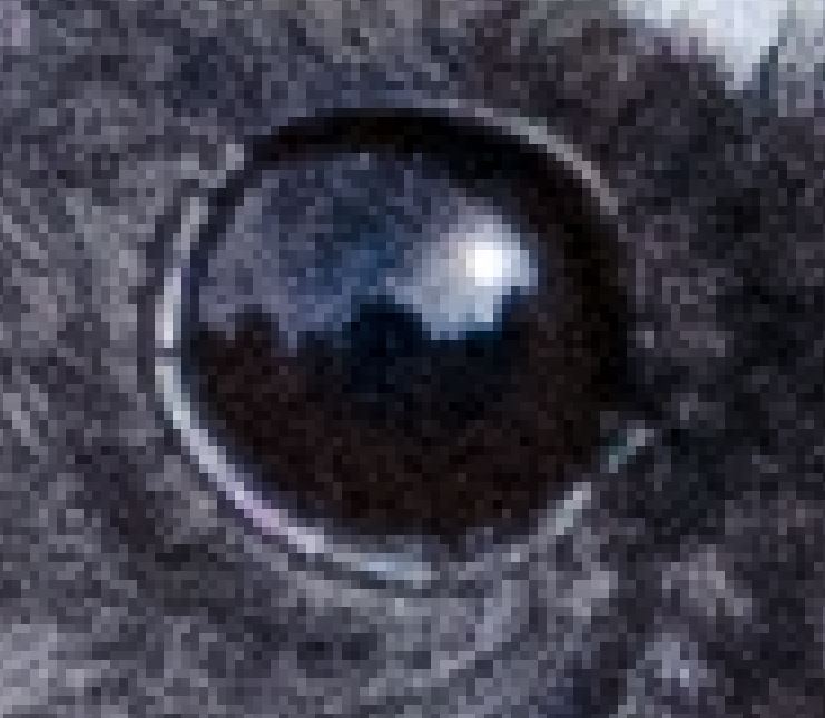 bird eye 2.JPG